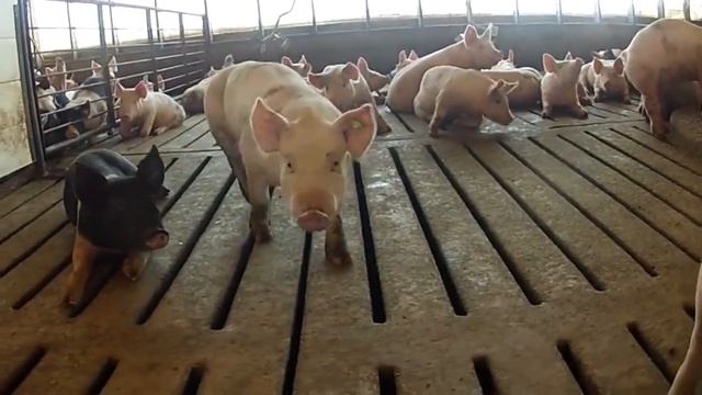 What do pigs eat? смотреть онлайн