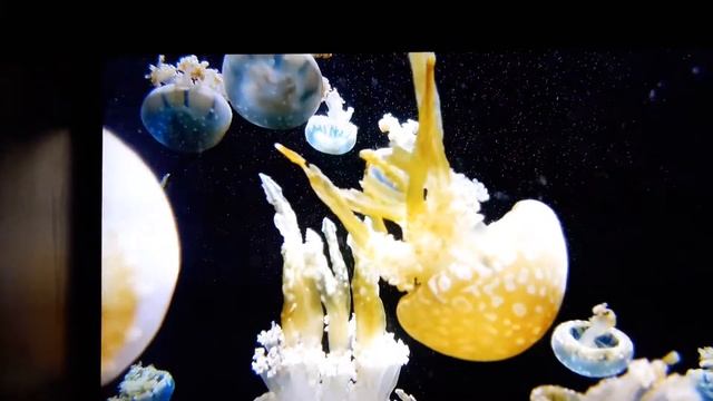 Uf 8517 jellyfish test via DLNA смотреть онлайн