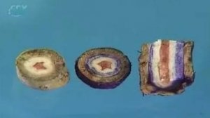 Стебель. Передвижение воды по древесине