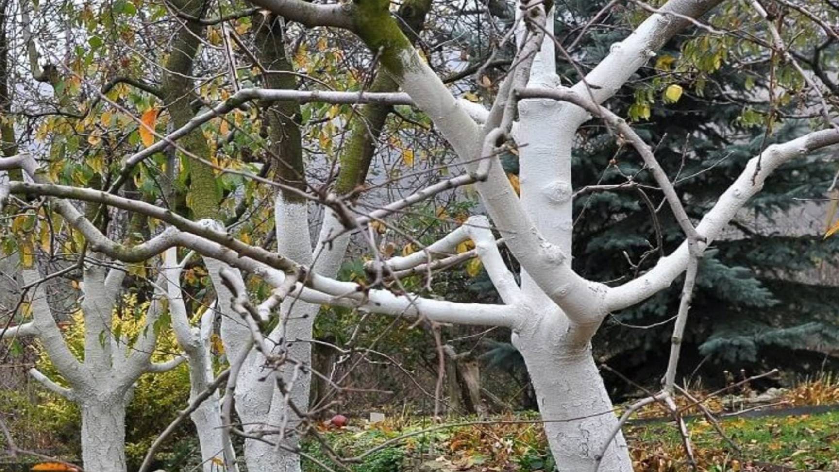 Хитрый рецепт побелки деревьев: добавьте эти 2 компонента в побелку! смотреть онлайн