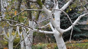 Хитрый рецепт побелки деревьев: добавьте эти 2 компонента в побелку!