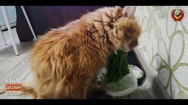 "Зима, зима. А я травки зеленой хочу" Купили домашнему коту зеленой травки. смотреть онлайн