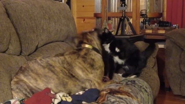50lb. Pit bull and 22 year old blind and deaf cat in vicious fight! смотреть онлайн