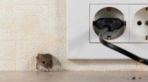 Данный звук выгонит мышей из вашего жилища