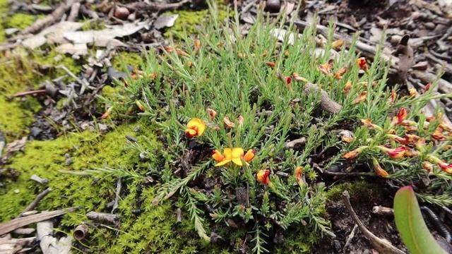 Van Build Series: Window Install смотреть онлайн