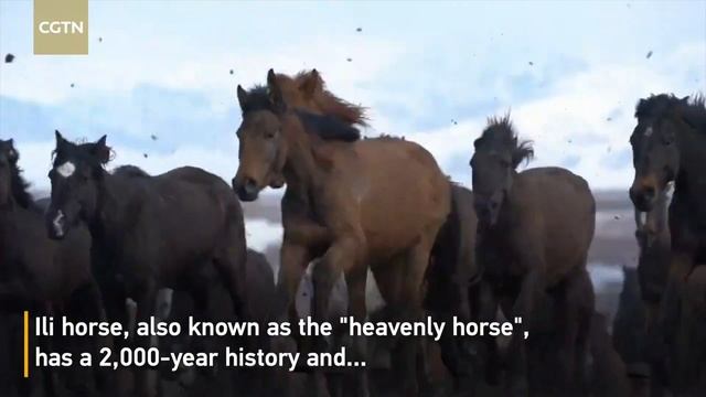 Amazing aerial view of thousands of galloping horses in Xinjiang смотреть онлайн