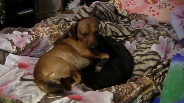 Рой и Багира. Февраль 2018 г. смотреть онлайн