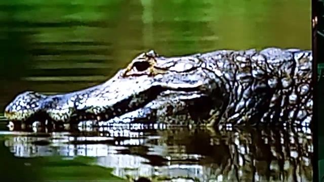 Jaguar gegen Krokodil смотреть онлайн