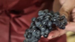 Изготовление вина - этап 3