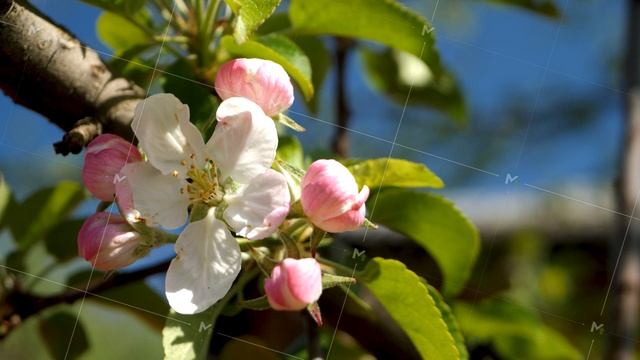 Blossom apple tree on nature green background смотреть онлайн