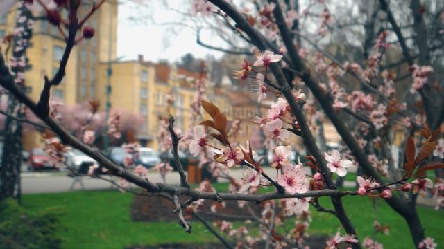 Anamorphic Lens + Tele Lens + MotionCam = Crazy Dof :D смотреть онлайн