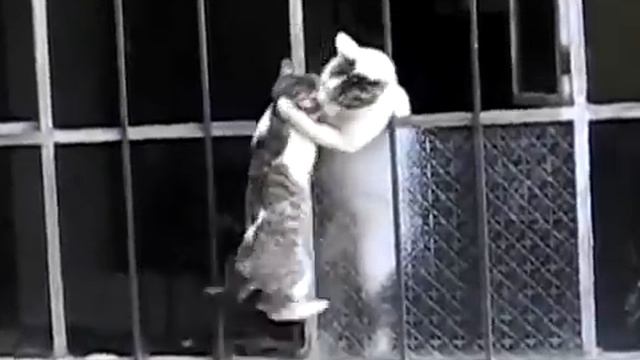 Cat mom helps son to get through window смотреть онлайн