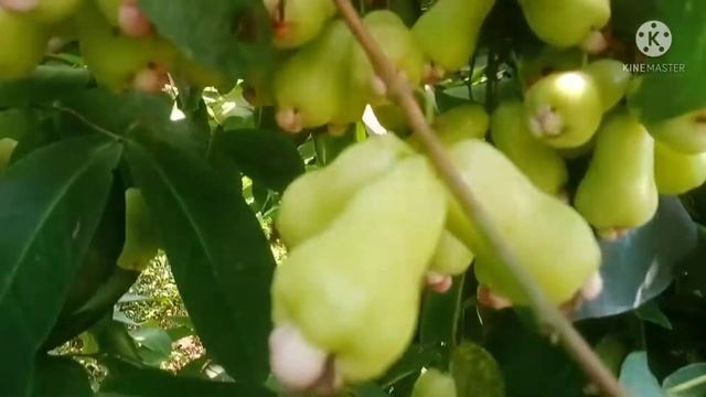 White Water Apple Fruit Ka Farming And Available Plant Contact No 9609484765 Call me No7477594121 смотреть онлайн