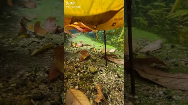 IPhone под водой смотреть онлайн