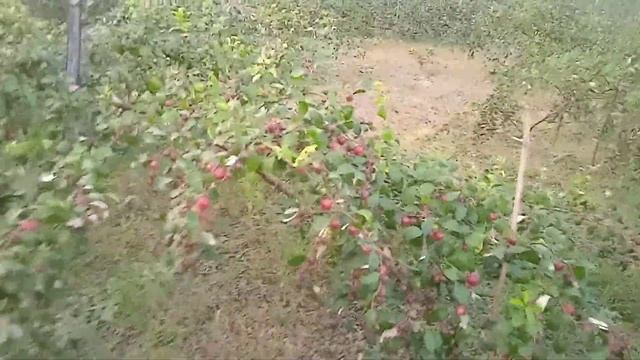 ভারত সুন্দরী চাষ করে বিস্ময়কর সাফল্য,###miss India red Apple bar смотреть онлайн