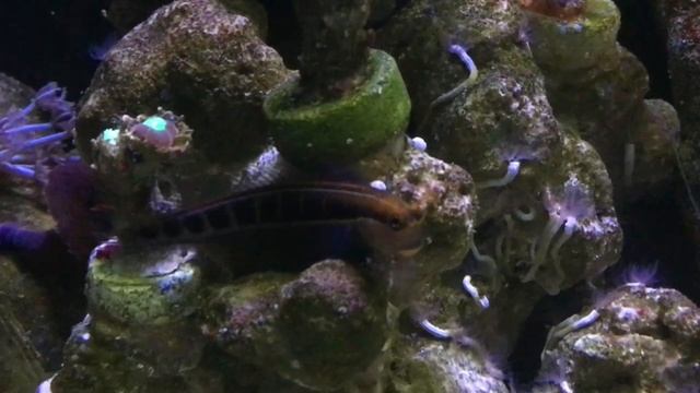 Моему мини морю 5 месяцев! смотреть онлайн
