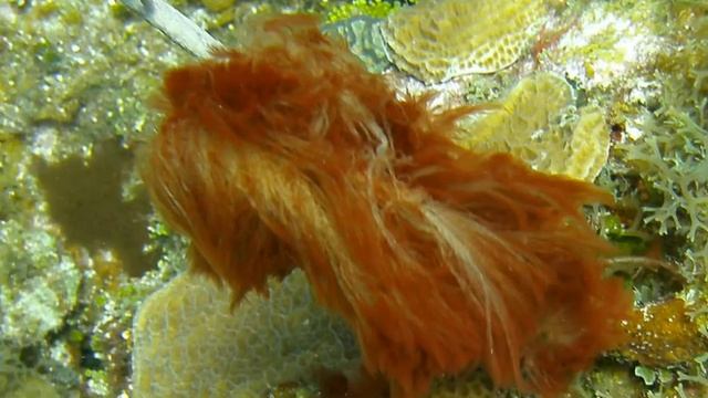 PINK FUZZ ALGA dudresnaya crassa -ALGA DE VELLO ROSACEO смотреть онлайн
