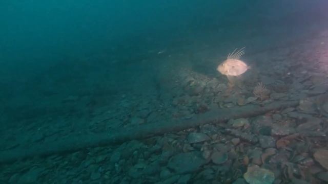 Glowing fish The Maine Wreck - Plymouth смотреть онлайн