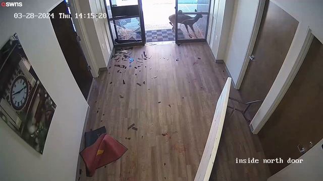Deer smashes through bank window | SWNS смотреть онлайн