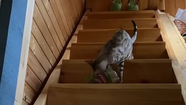 Киска тащит добычу.