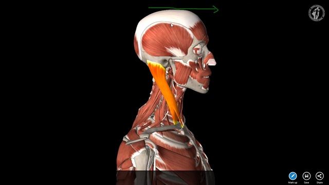 To The "S" To The "C" To The "M" | Living Kinetics смотреть онлайн