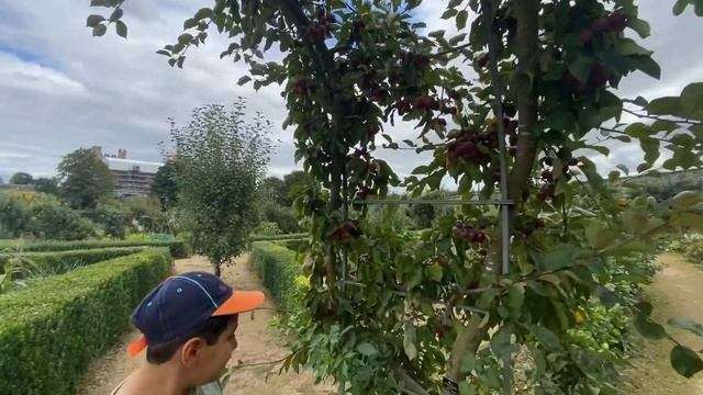 We have picked up some apples and hazelnuts . смотреть онлайн