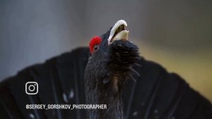 Глухарь токует