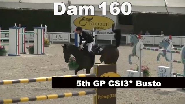 Tsarina Optima °2019 Unaniem x Diamant de Semilly x Cento смотреть онлайн