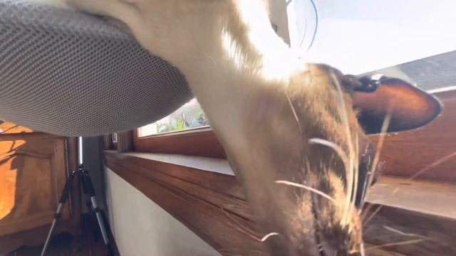 Kwazii the Oriental Shorthair Cat Enjoys His Window Bed смотреть онлайн