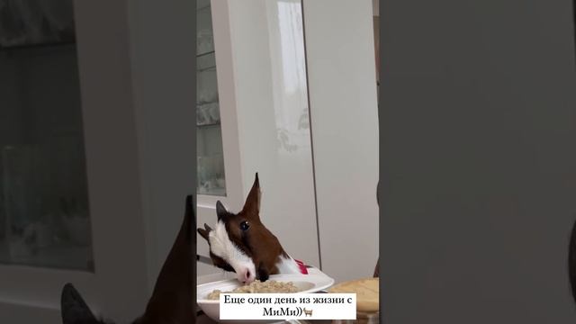 Оксана Самойлова пожаловалась на поведение козы за столом смотреть онлайн