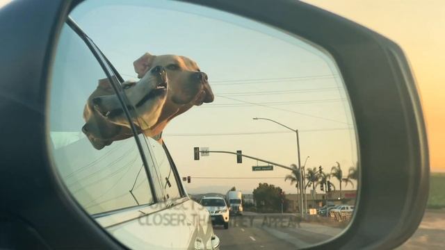 Our Dog Fell Out The Window While We Were Driving! | Puppy Beach Day | Alex & Paul смотреть онлайн