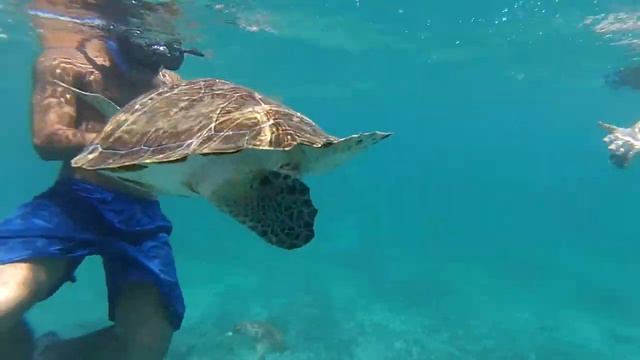 Mexique Playa Del Carmen 2017 - snorkeling Coba Maya Tortues Go Pro смотреть онлайн