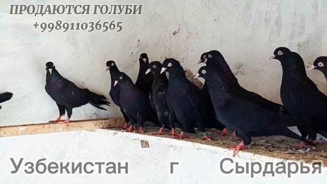 НА ПРОДАЖУ(СОТИЛАДИ)БАКИНЦЫ(ИРАНЦЫ) PIGEONS 2021 УЗБЕКИСТАН Г СЫРДАРЬЯ смотреть онлайн