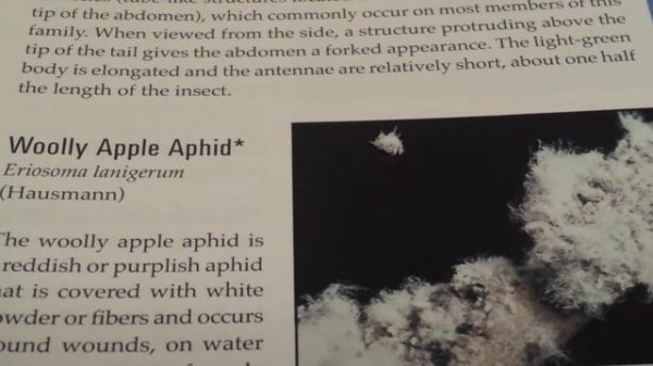 A Woolly Apple Aphid!