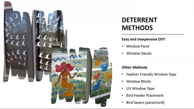 DIY Window Collision Solutions- Audubon Center at Riverlands смотреть онлайн