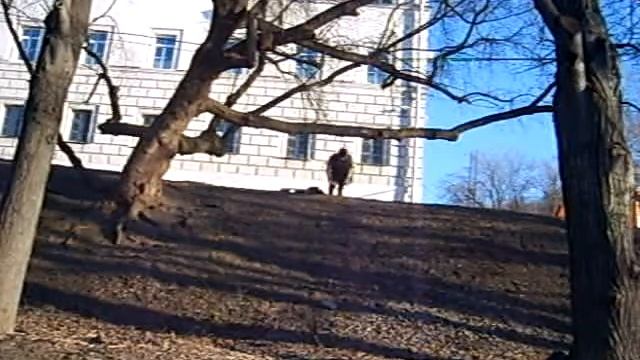 Разводки на кольцах на дереве смотреть онлайн