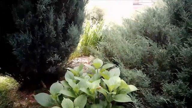 САРАТОВ, ЗЕЛЕНЫЙ УГОЛОК НА ТЕРРИТОРИИ СОБОРА