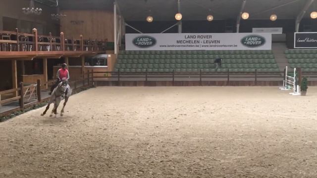 8y.old gelding by Cento x Papillon Rouge смотреть онлайн