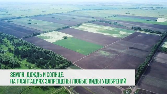 Май — основной месяц посевной кампании на Алтае смотреть онлайн