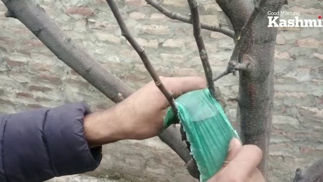 Grafting an apple tree in Kashmir смотреть онлайн