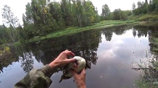 Осенняя охота на уток 2024. Охота с подхода, стрельба в лёт. Есть добыча. 5 серия #наприродевкоми смотреть онлайн