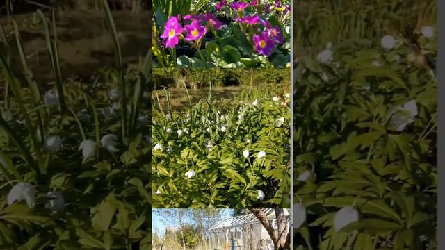Viewing images in Android application 'Milky Way Memo'. смотреть онлайн