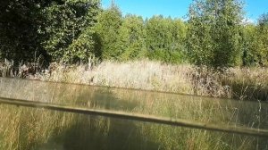 Охота на медведя с вышки на овсах. Удмуртия.. сентябрь 2020г.