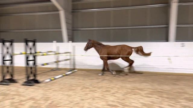 2019 Regino x Cento смотреть онлайн