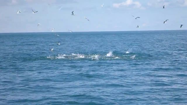 Dundee 9/3/2012 смотреть онлайн