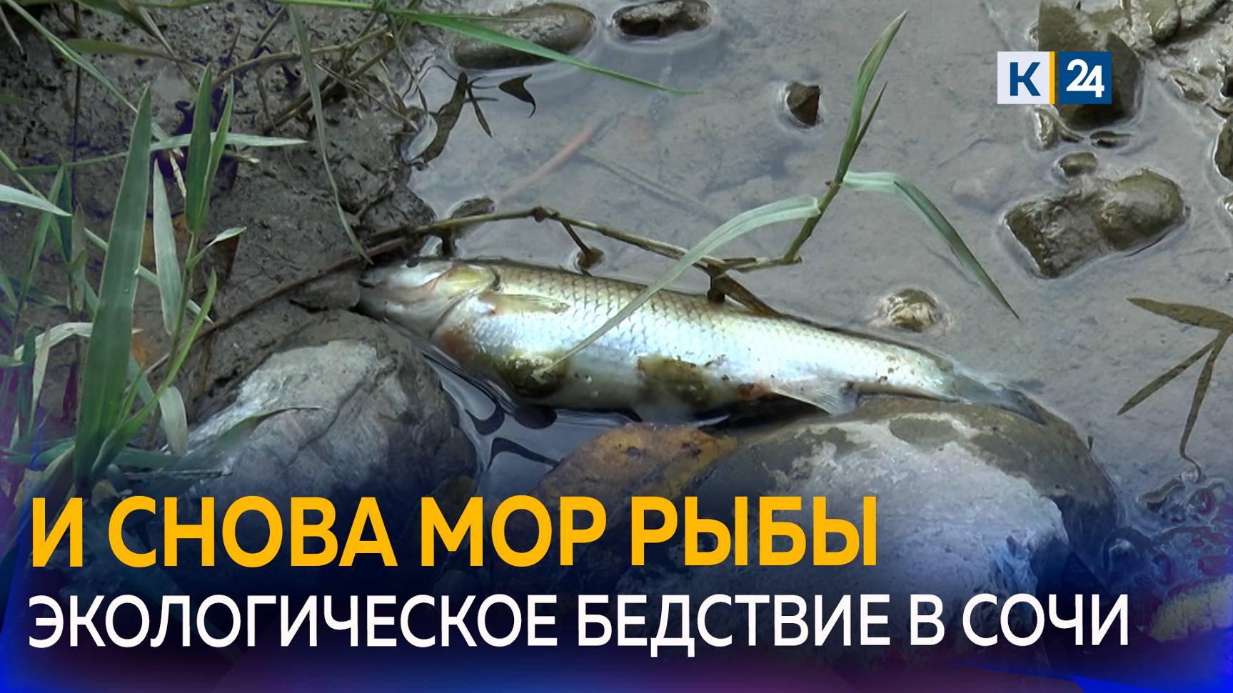 Массовый мор рыбы зафиксировали третий раз за год в Сочи смотреть онлайн