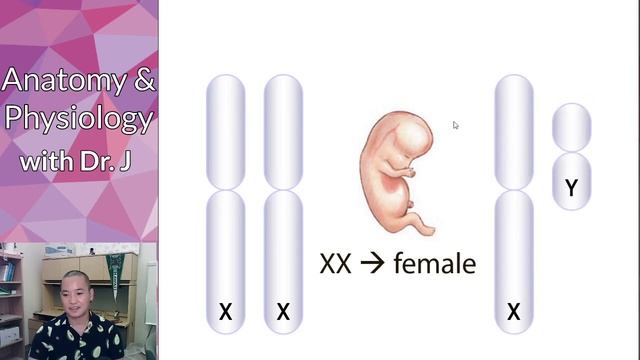 PHYL 142 | Reproductive (Male) | Male Development & SRY смотреть онлайн