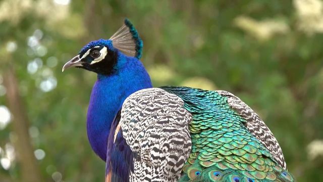 Unique animal collection - 12K (120fps) Ultra HD - With natural sounds (color dynamic) смотреть онлайн