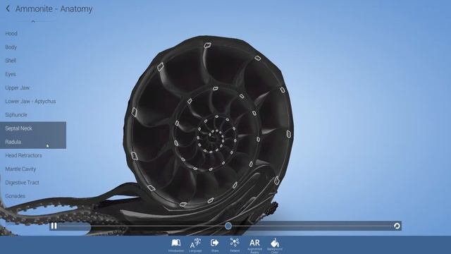 Ammonite Anatomy Demo смотреть онлайн