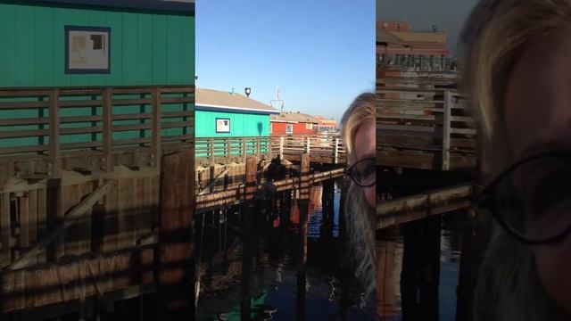 Seal Wake-up call in Monterey California смотреть онлайн